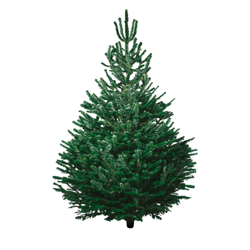 Натуральная ель